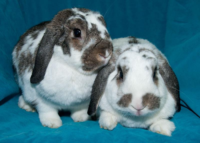 Los Angeles Rabbits 5 Reasons to Neuter Your Bunny
