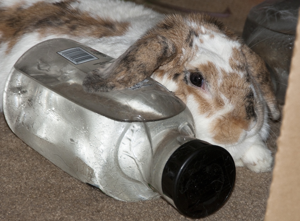 Can Rabbits Swim? Precautions & Safety Tips