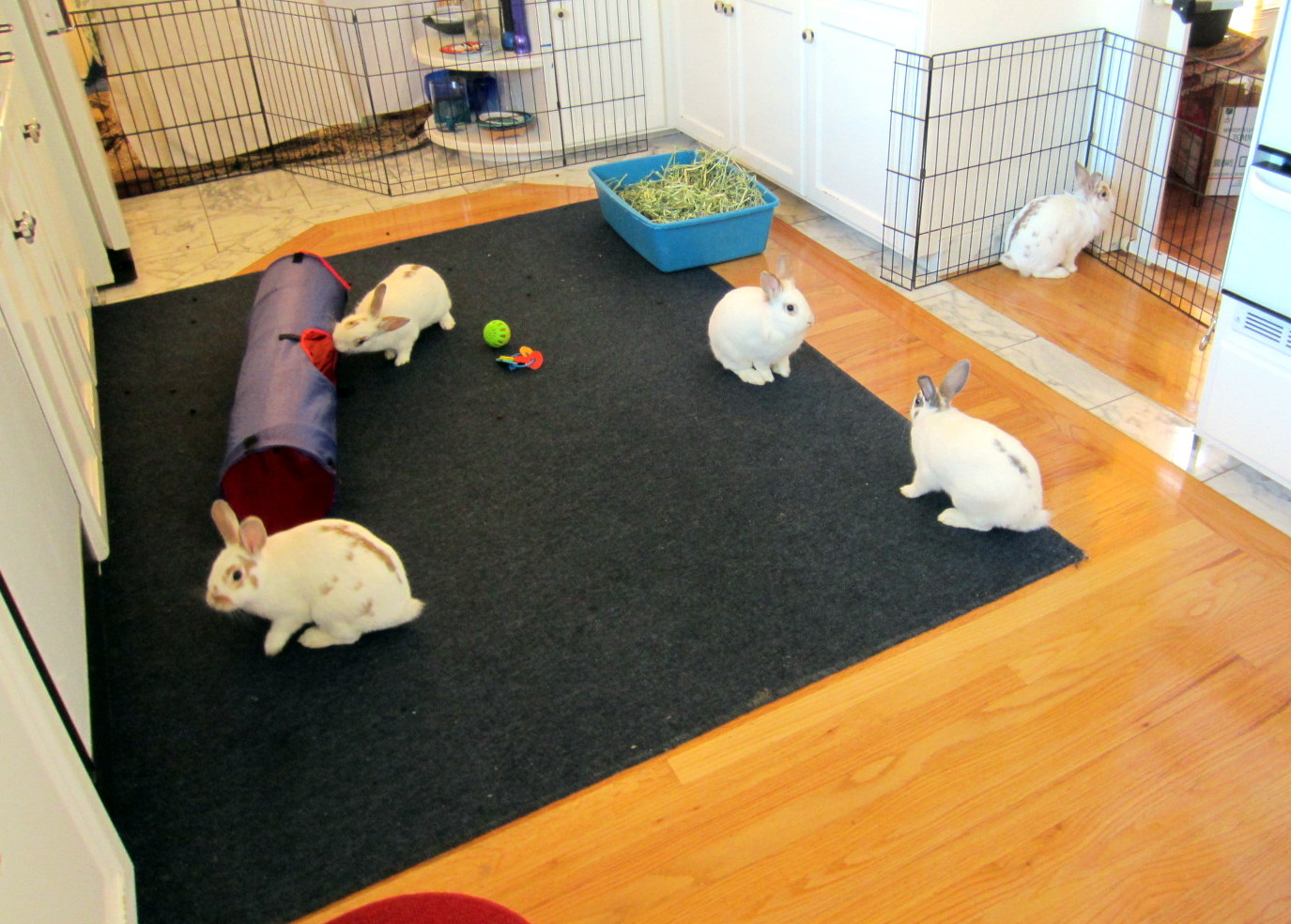rabbit exercise pen with floor