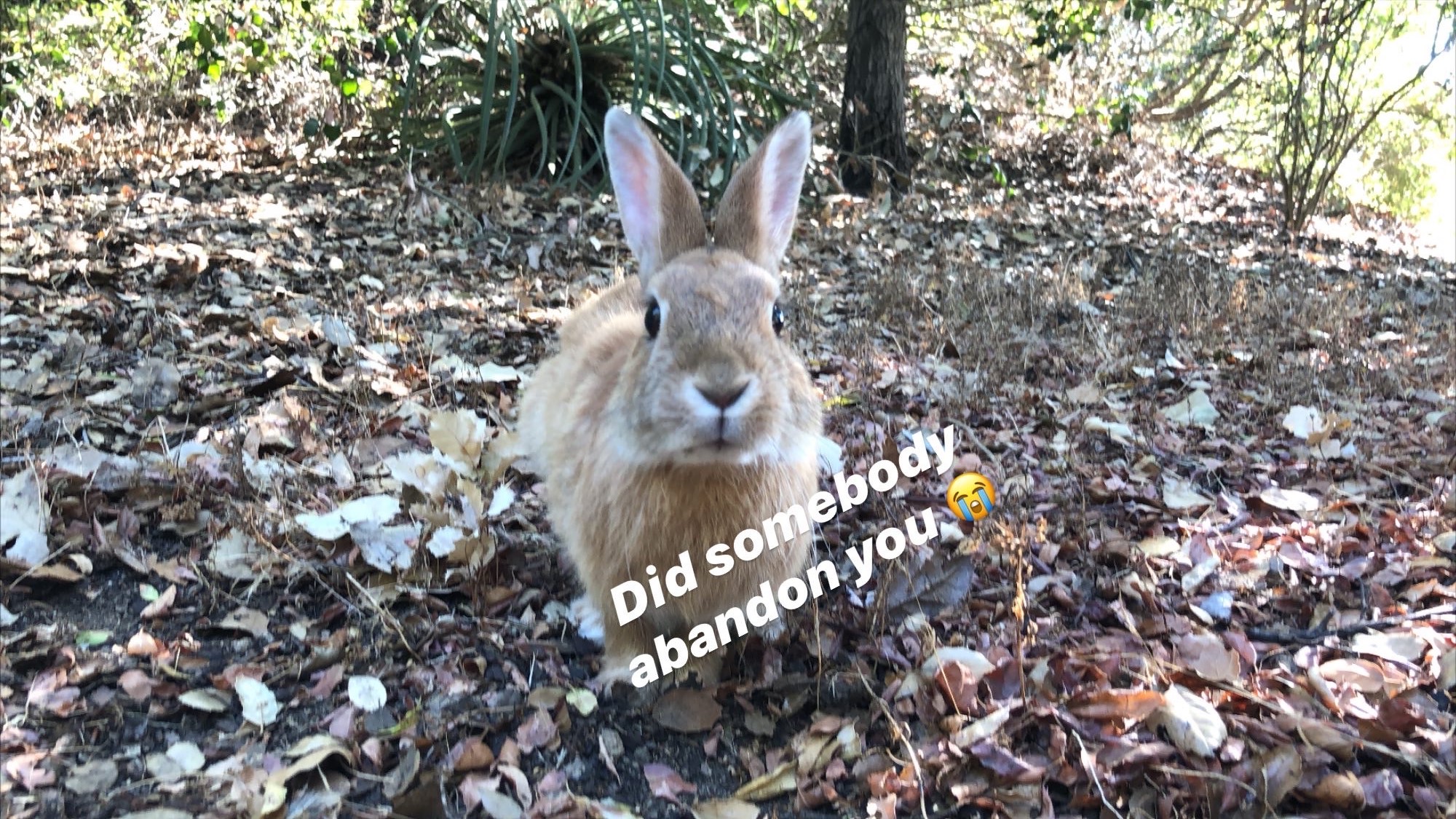 clinic for rabbits near me
