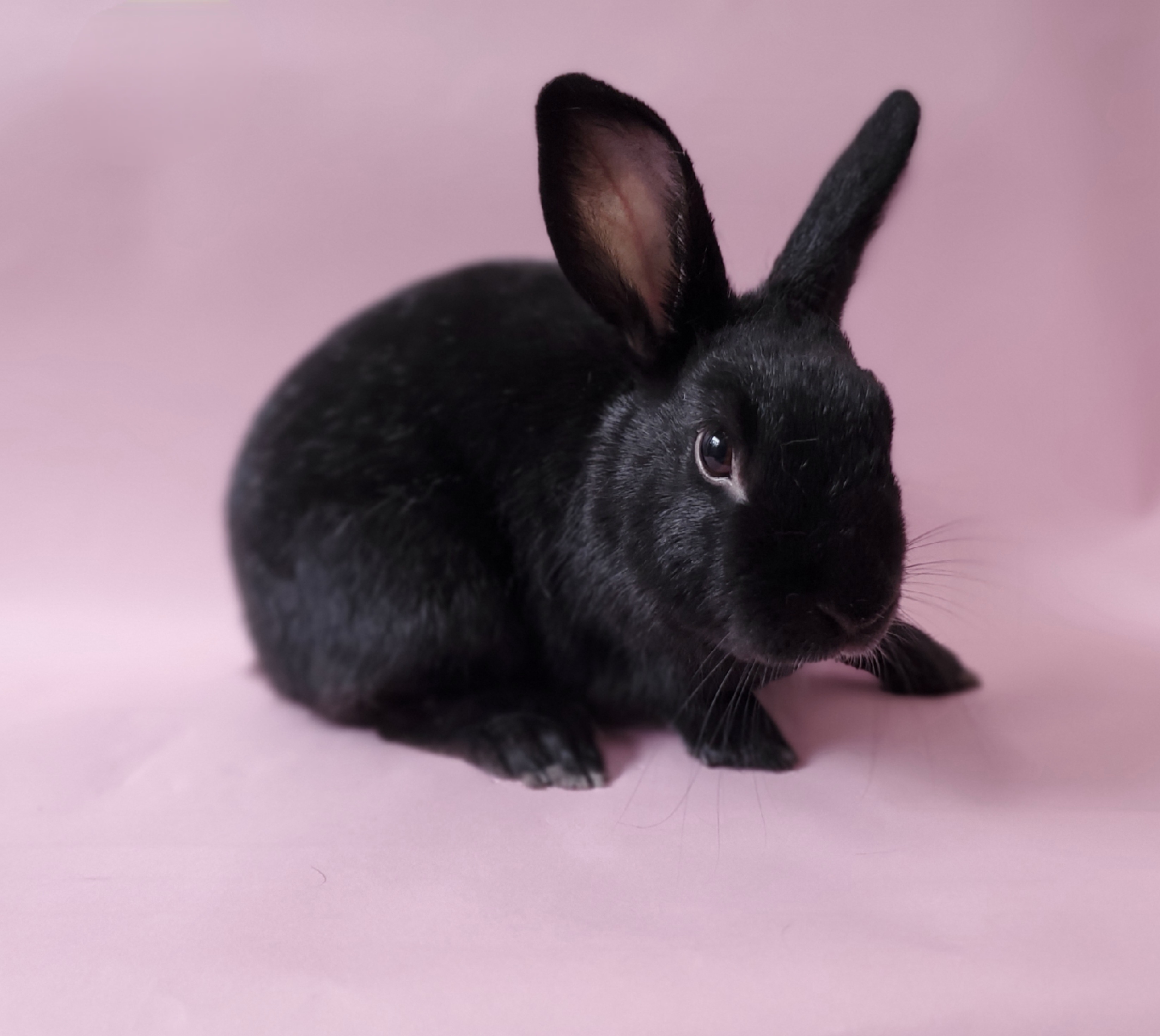Baby Black Rabbits
