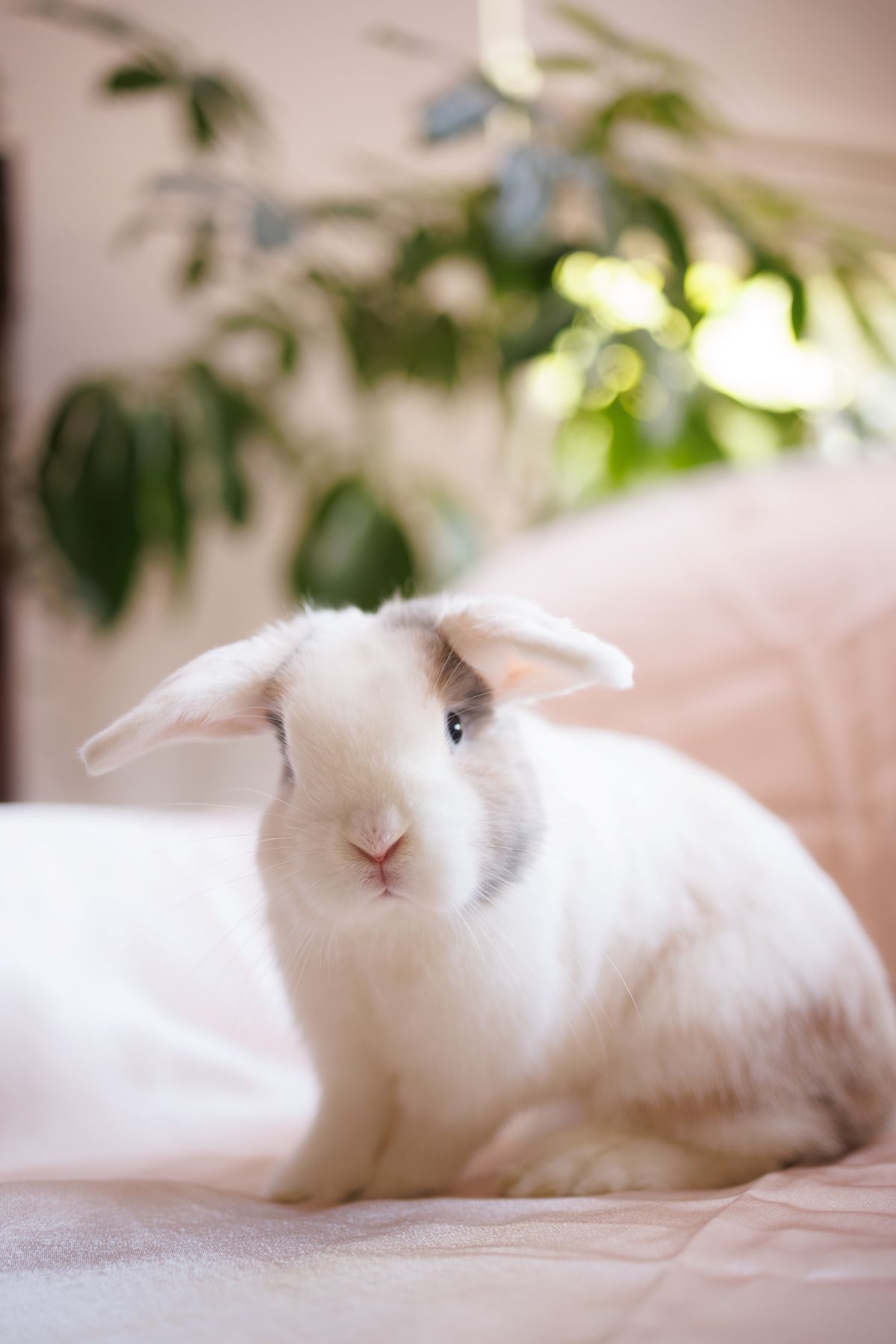 Bella