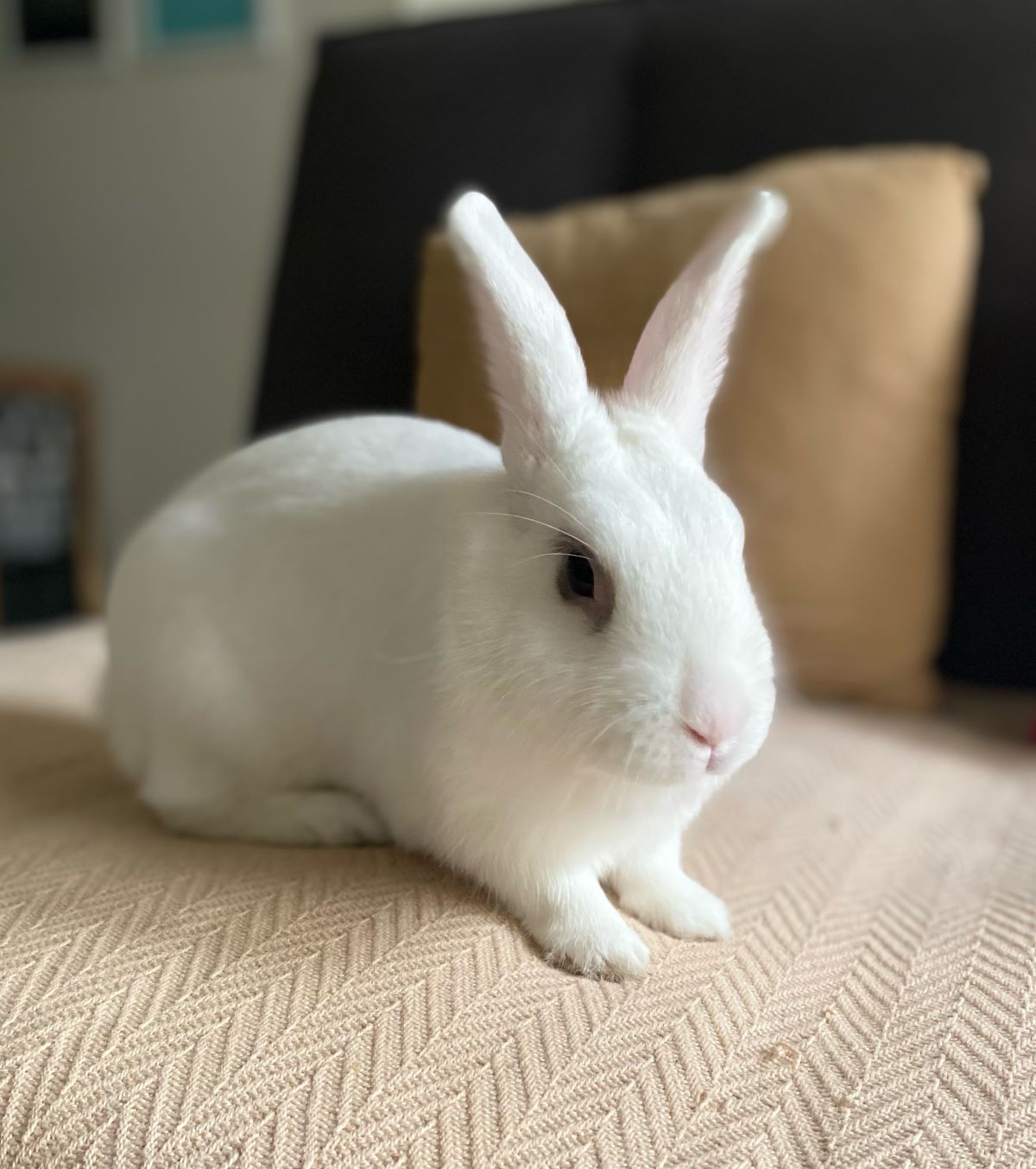 Bo