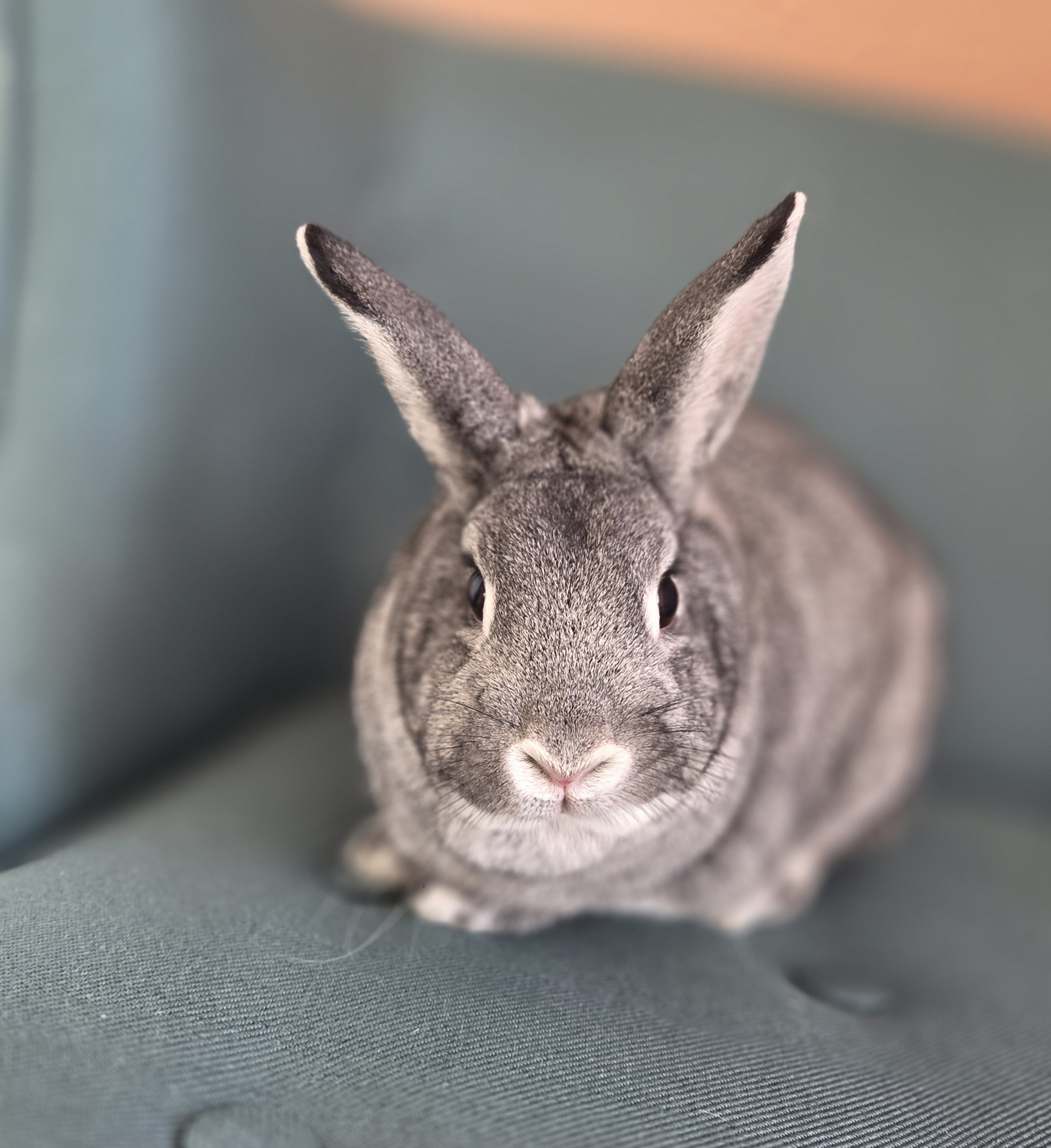 Chico