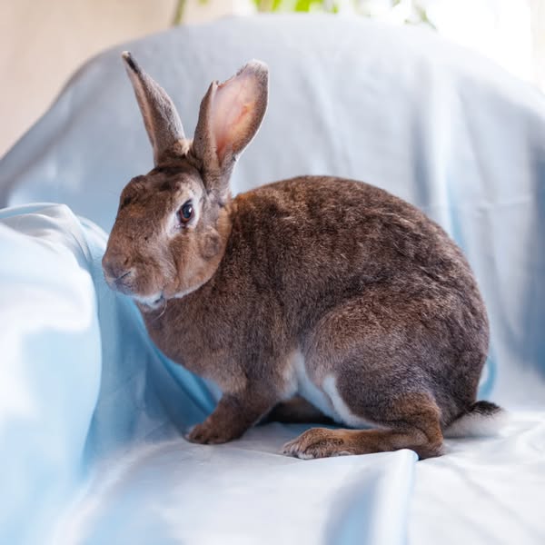 Estebun