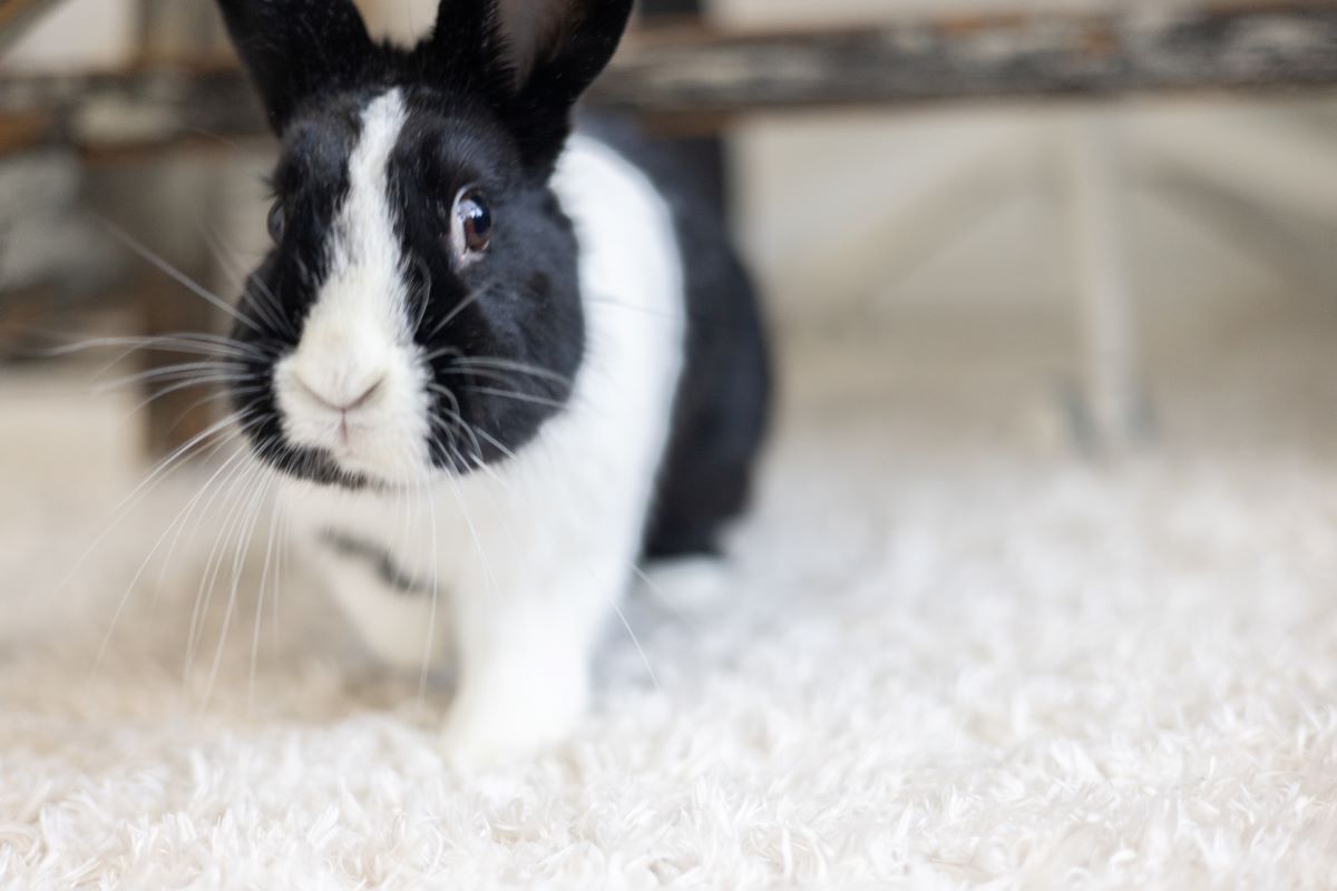 Joy | Los Angeles Rabbits
