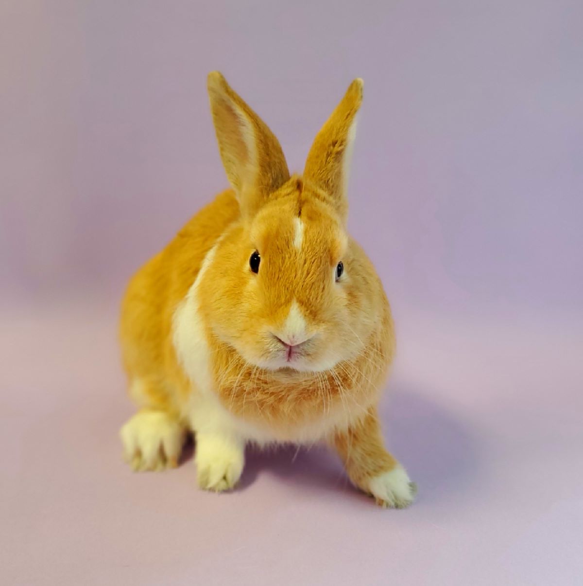 Lord Marmalade