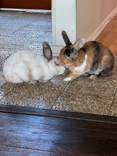 Milo & Rue