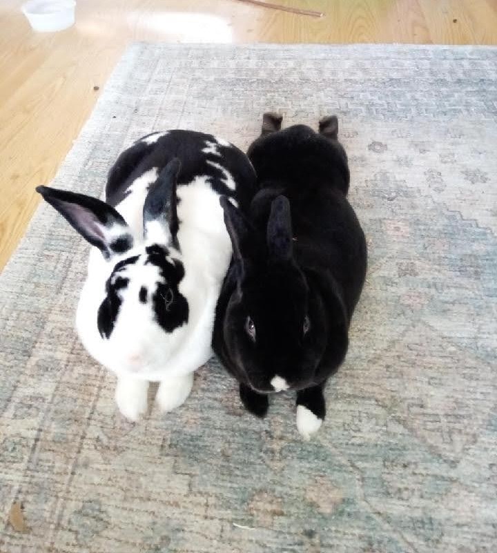 Oza & Honinbo