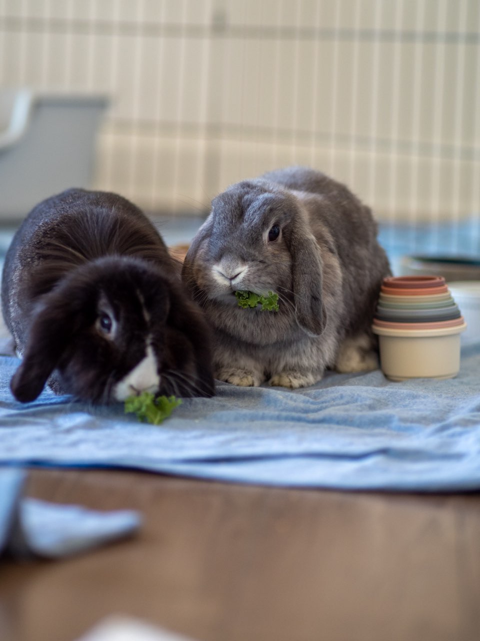 Pavlova & Baryshnikov