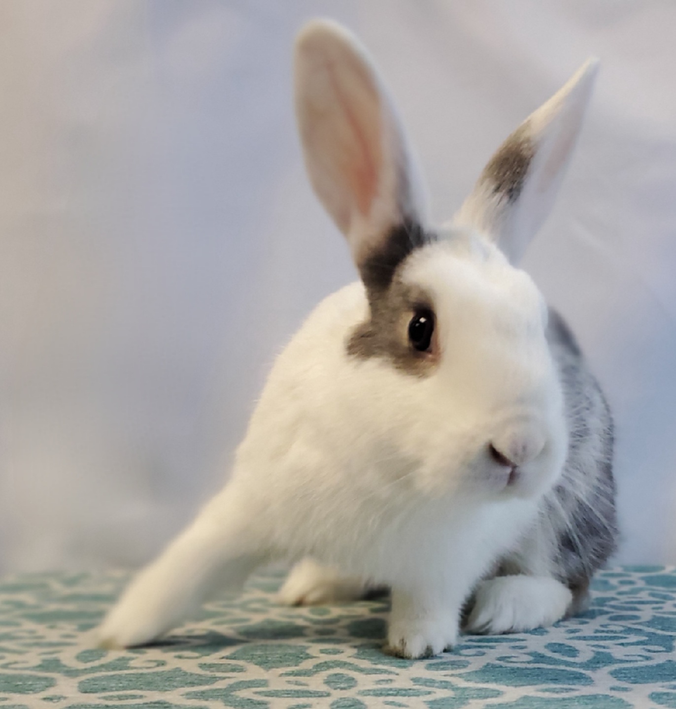 Pebbles | Los Angeles Rabbits