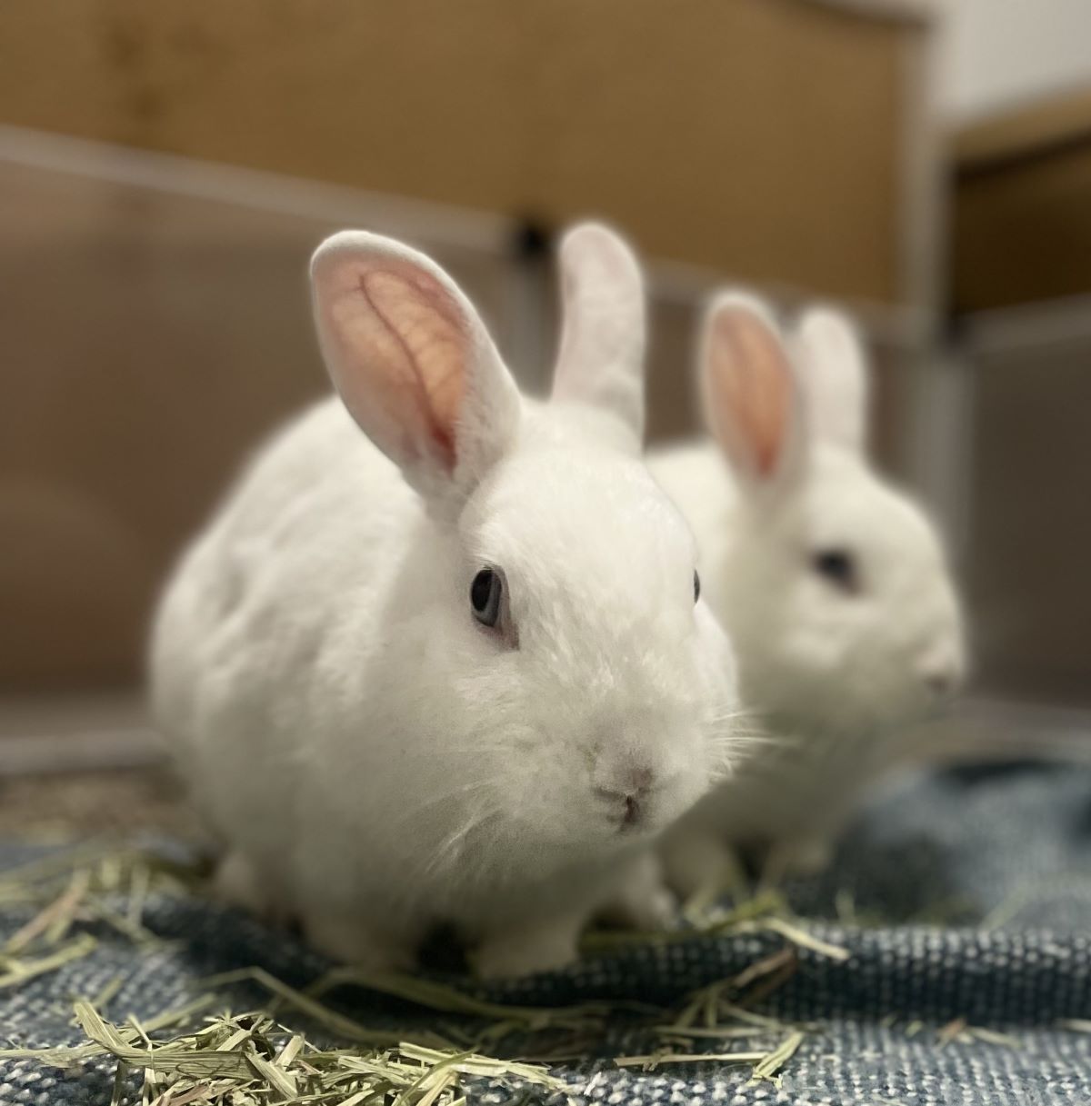 Rabbit DeNiro & Hopson