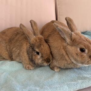 Snicker & Doodle